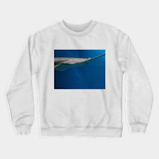 fish, ocean, marine life, ray, shark, stingray- sawfish Crewneck Sweatshirt